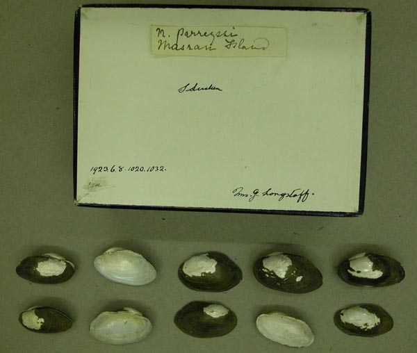 specimen