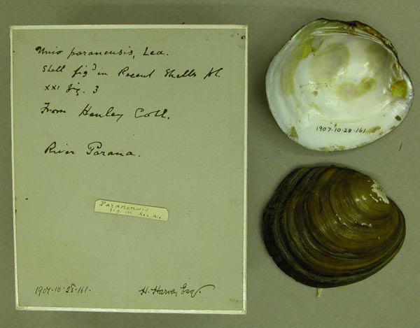 specimen