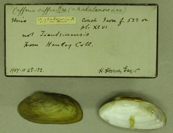 specimen
