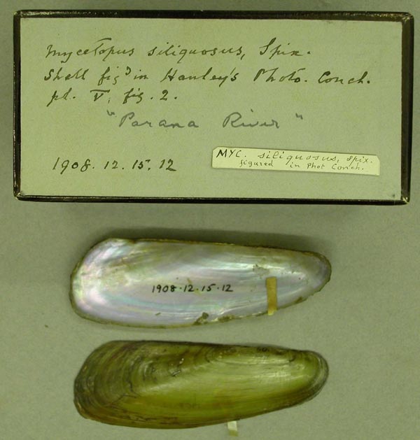 specimen