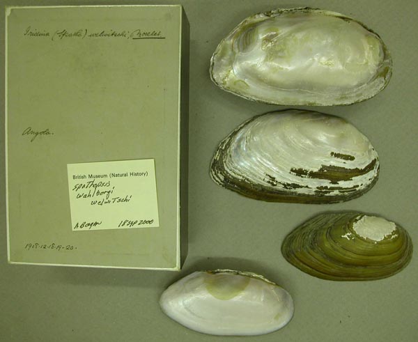 image of lot BMNH_1908-12-18-19-20 image of lot BMNH_1908-12-18-19-20