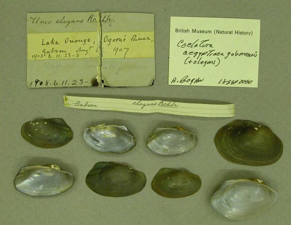 image of lot BMNH_1908-6-11-23-26 image of lot BMNH_1908-6-11-23-26