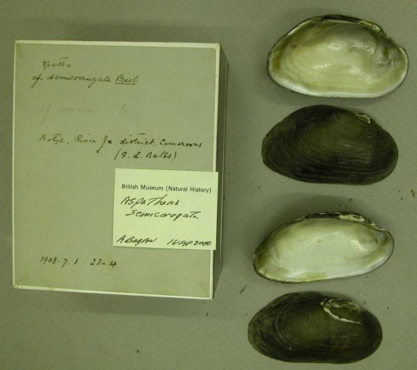 specimen
