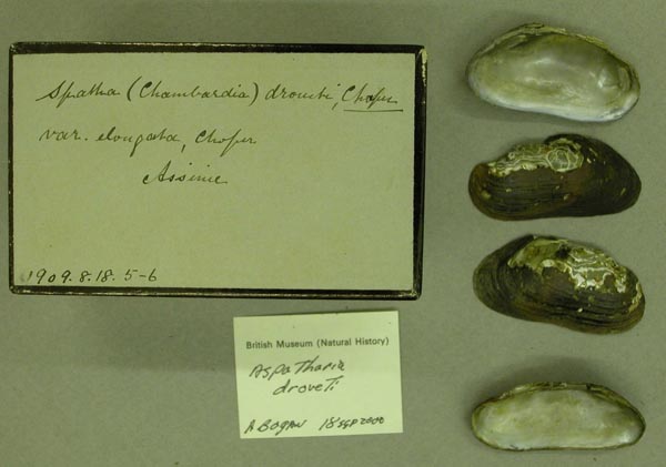 image of lot BMNH_1909-8-18-5-6 image of lot BMNH_1909-8-18-5-6