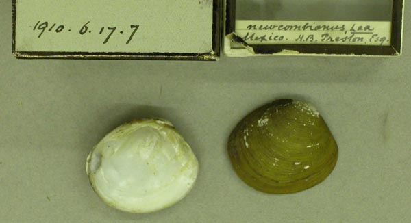 specimen
