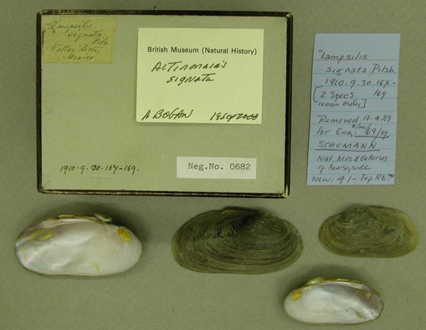 specimen