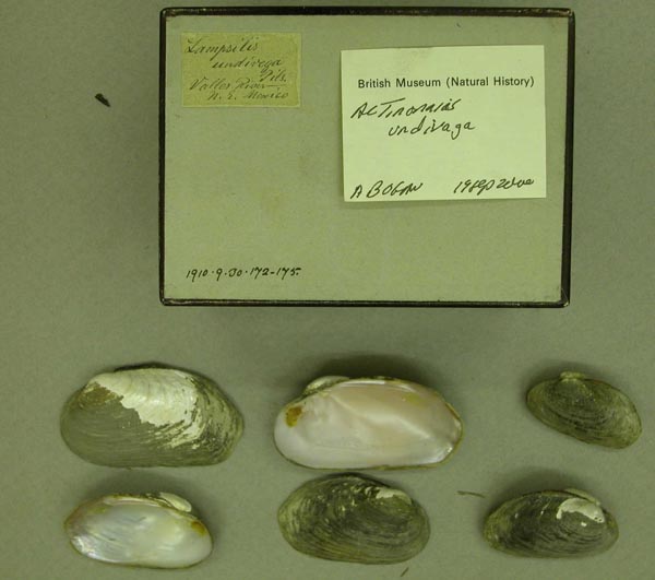 specimen