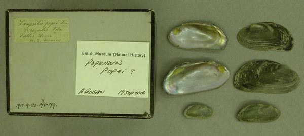 specimen