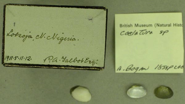 specimen