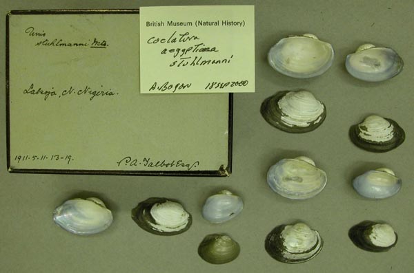 specimen