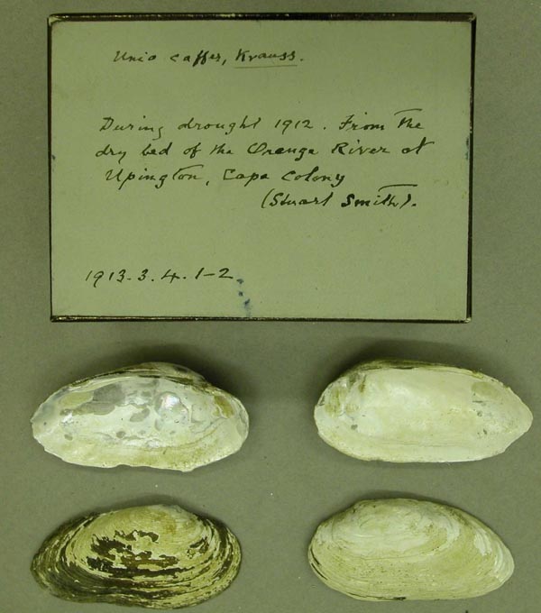 specimen