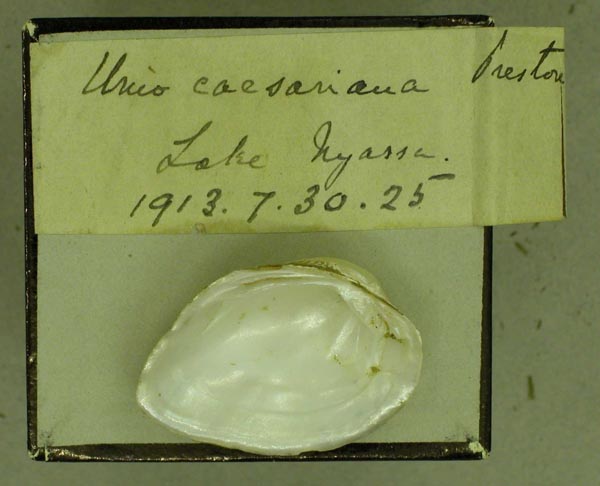 specimen