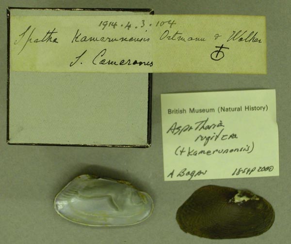 specimen