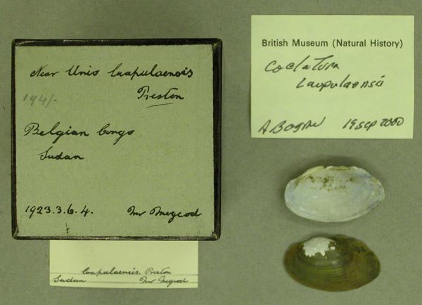 specimen