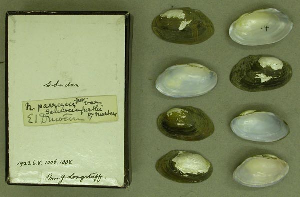 specimen