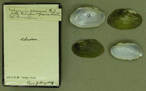 specimen