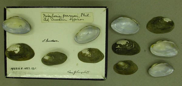 specimen