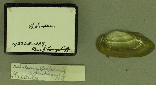 specimen