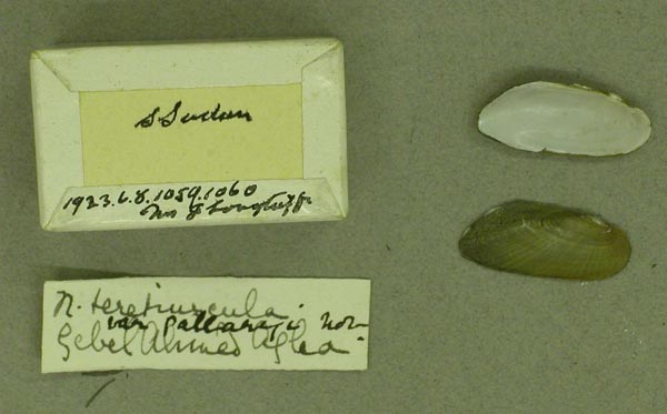 specimen