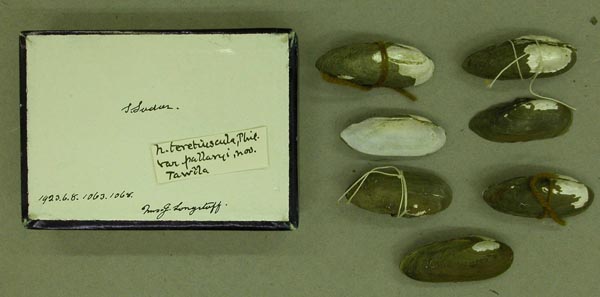 specimen