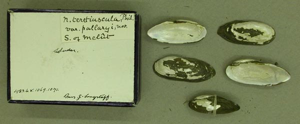 specimen