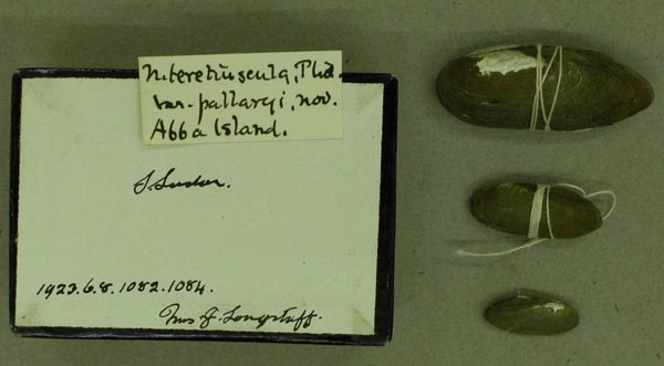 specimen