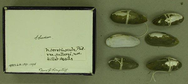 specimen