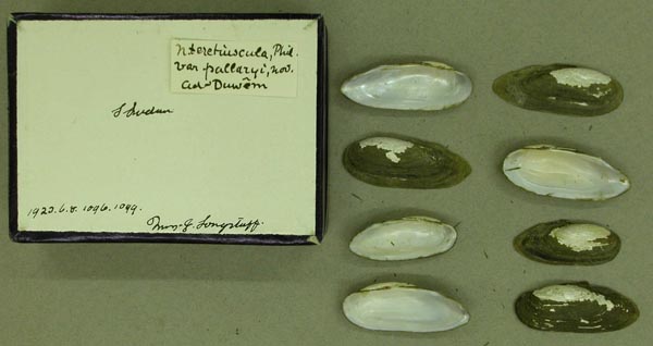 specimen