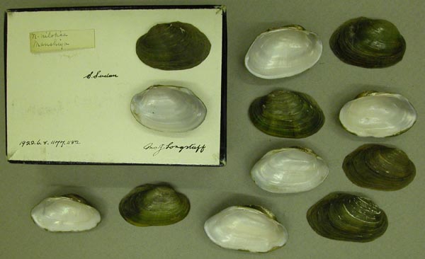 specimen