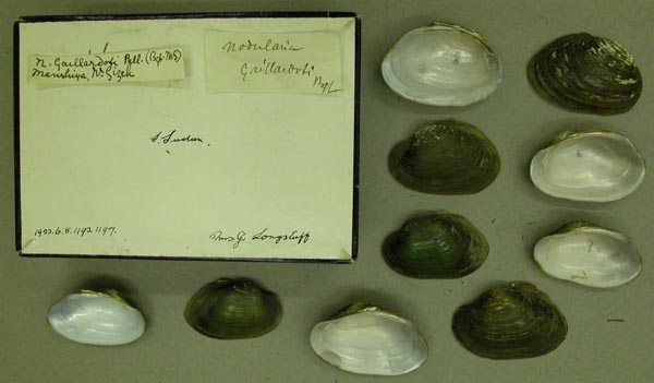 specimen