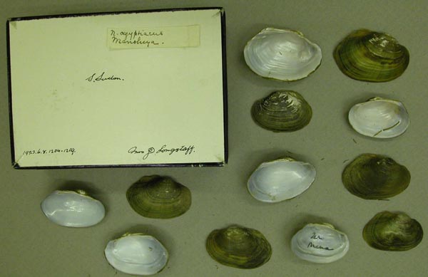 specimen