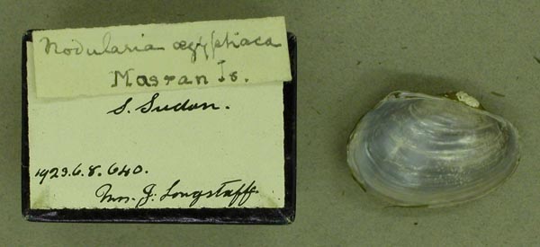 specimen