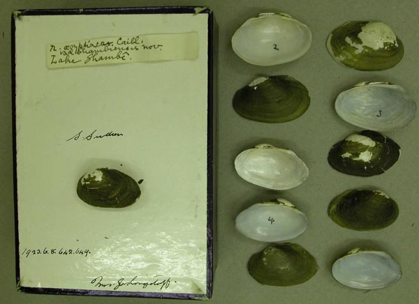 specimen
