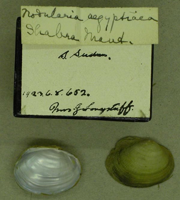 specimen