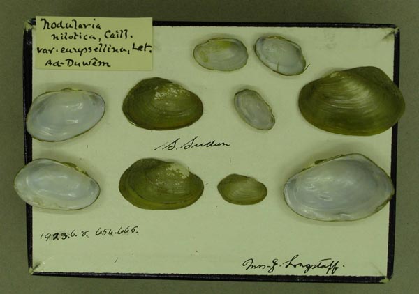 specimen