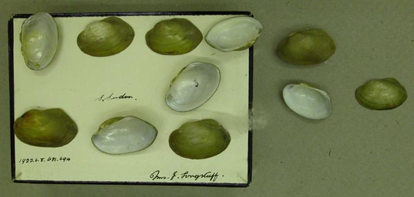 specimen