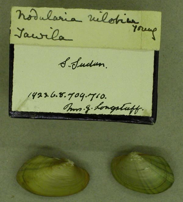 specimen