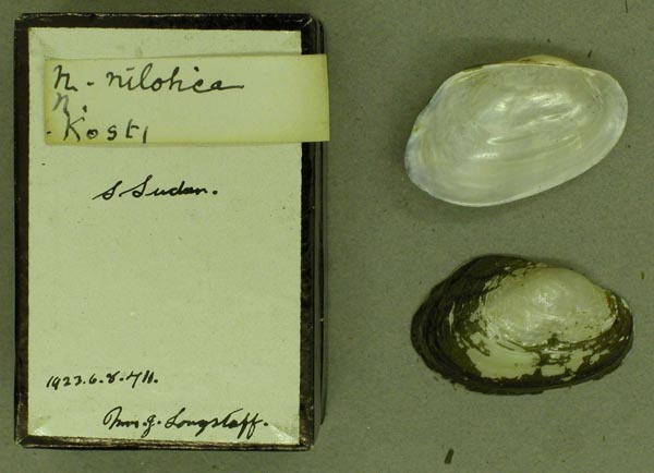 specimen