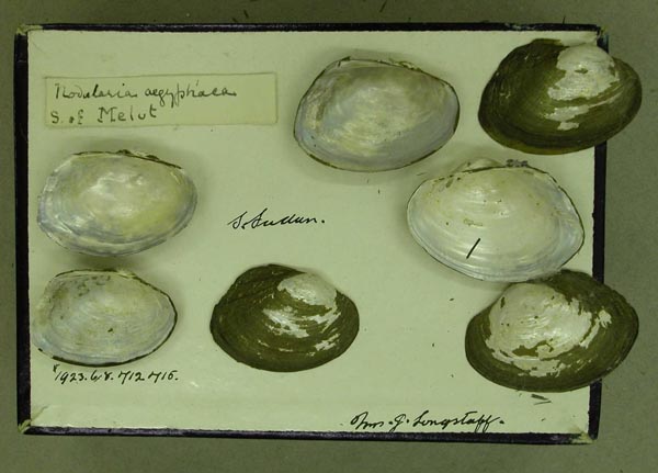 specimen