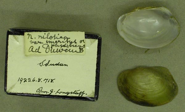 specimen