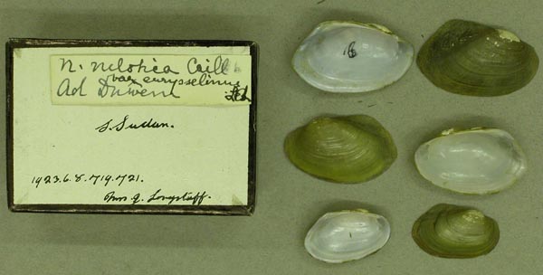 specimen