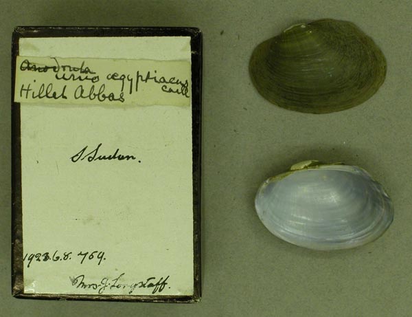 specimen