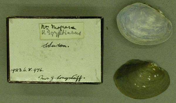 specimen