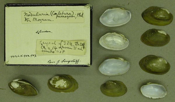 specimen
