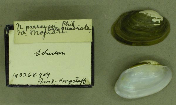 specimen