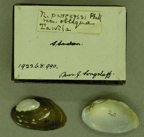 specimen