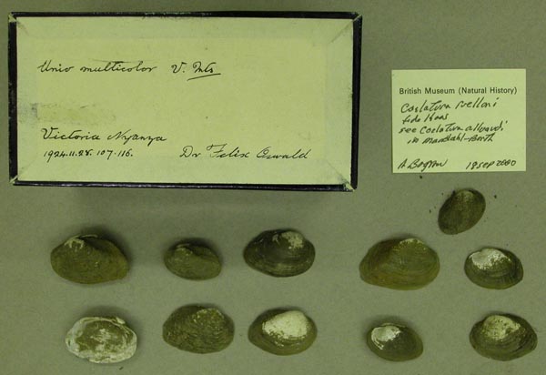 specimen