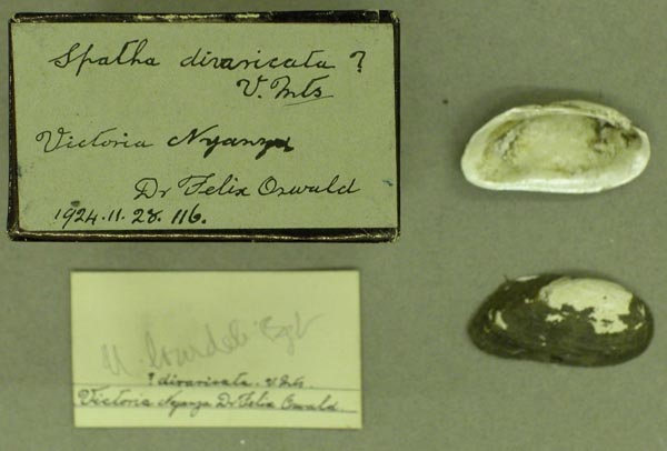 specimen
