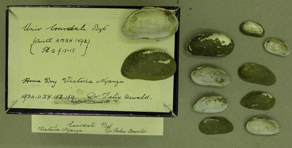 specimen