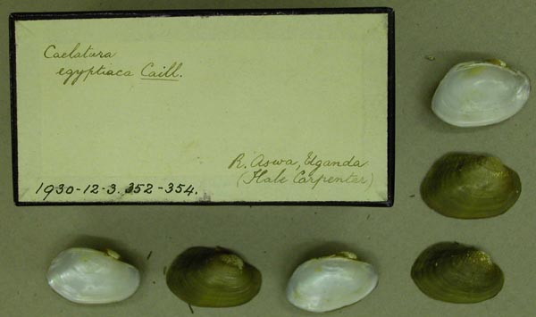 specimen
